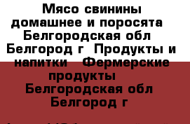 Мясо свинины домашнее и поросята - Белгородская обл., Белгород г. Продукты и напитки » Фермерские продукты   . Белгородская обл.,Белгород г.